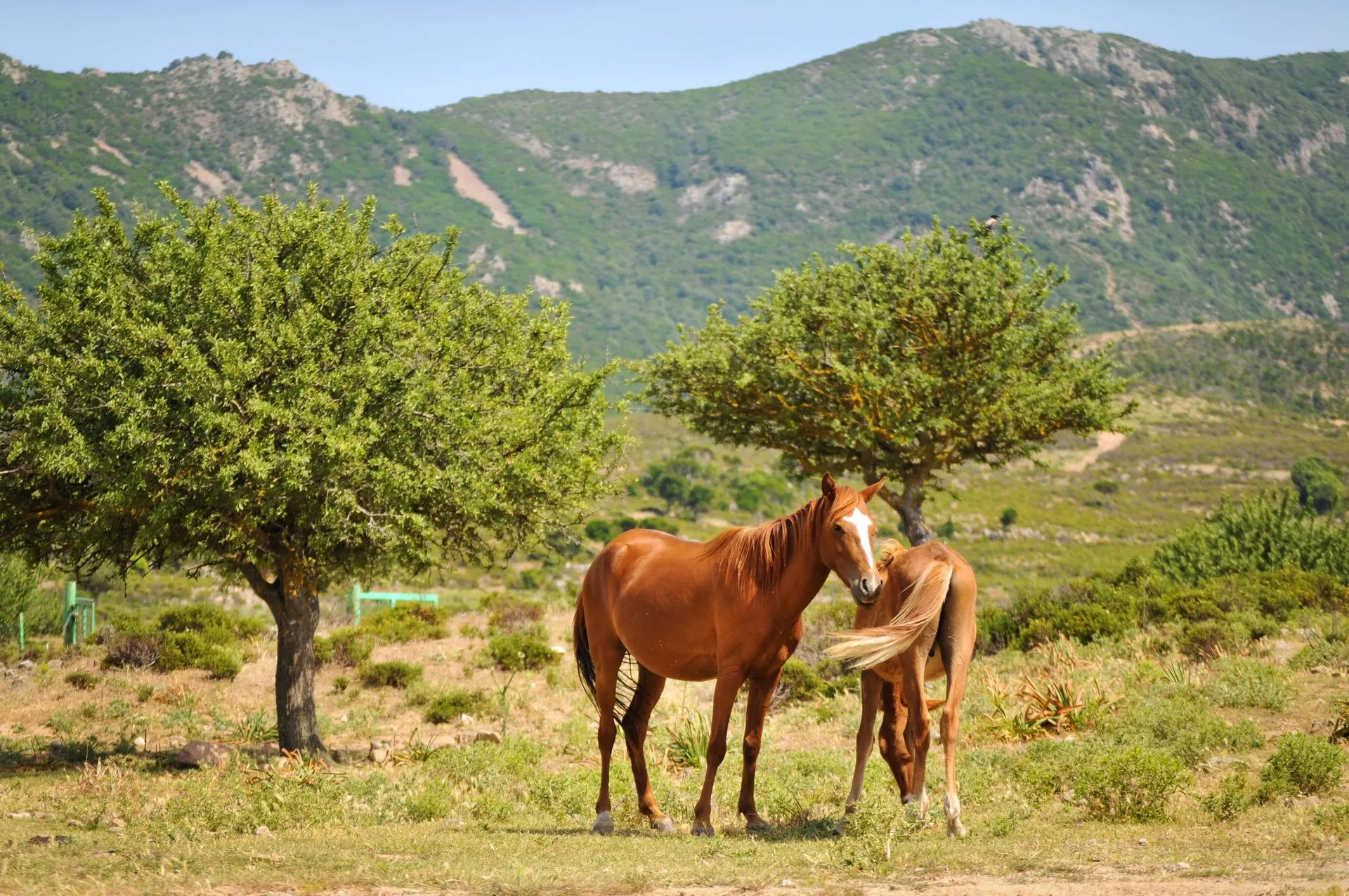 Horse Riding